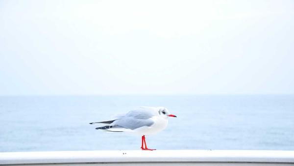 麻将百科 - 从入门到高手 - qipai-lingpaoqipai.com.cn